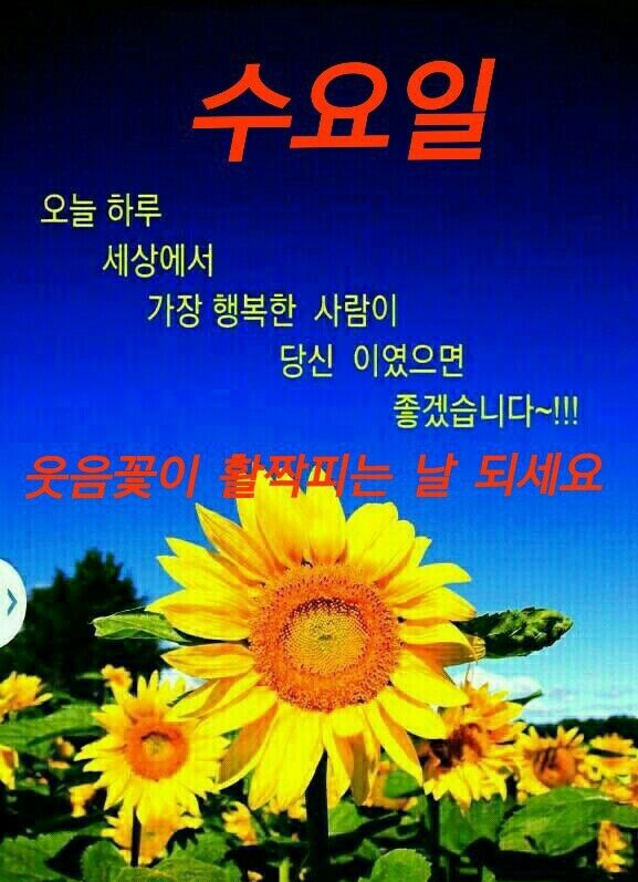 행복한 수요일 사진